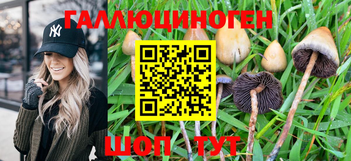 Галлюциногенные грибы Psilocybe  Вход с VPN  Вышний Волочёк 